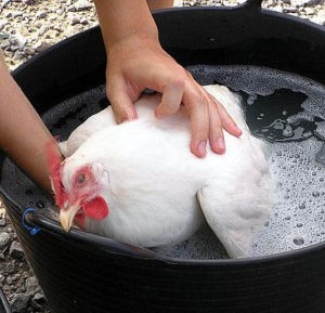 CDC Says – Do Not Wash Your Chicken