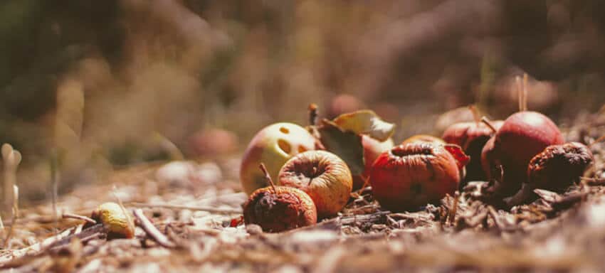 Rotten fruit on the ground