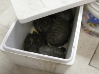 Turtles from Petco living in the kitchen.